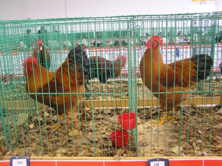 Husárik Peter - 93b, 96b Šampión